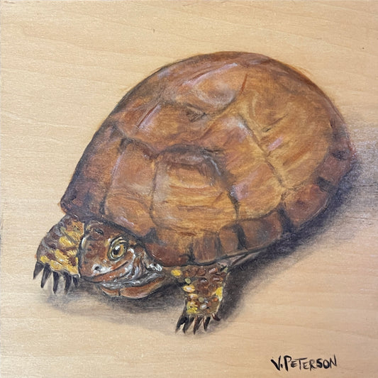 Eastern Box Turtle Original Oil Painting on Birch